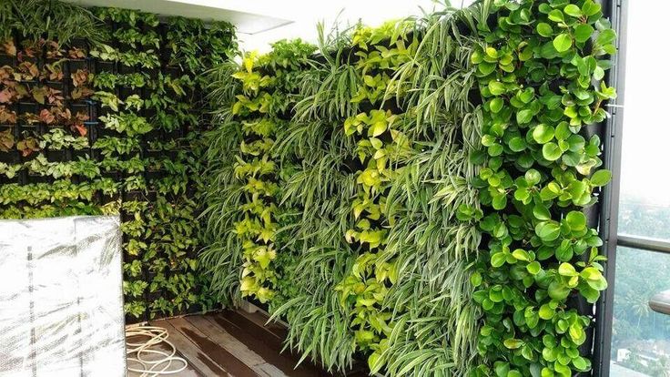 vertical garden// green wall
cpnursery.in